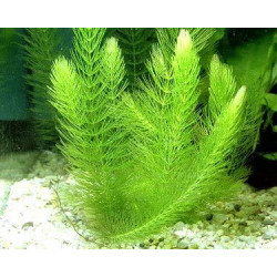  Ceratophyllum demersum/Hornwort Aquarium Live plant