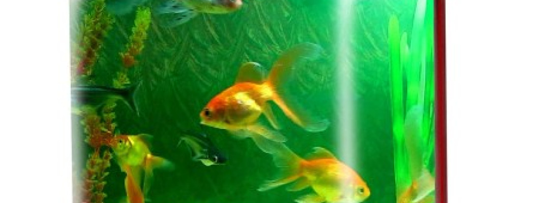 How to Put Back Ground Sticker in Aquarium How to Put Back Ground Sticker in Aquarium