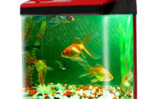 How to Put Back Ground Sticker in Aquarium