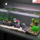 Glowing Effect Artificial Mushroom Plants for Plant Fish Tank Aquarium Decor Ornament for Aquarium Landscape(Mushroom Plant) Glowing Effect Artificial Mushroom Plants for Plant Fish Tank Aquarium Decor Ornament for Aquarium Landscape(Mushroom Plant)