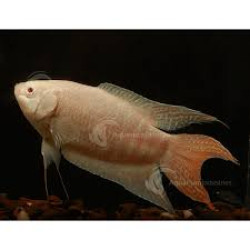 AQUARIUM FISH ALBINO PARADISE PLANTED (SINGLE)