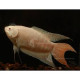 AQUARIUM FISH ALBINO PARADISE PLANTED (SINGLE) AQUARIUM FISH ALBINO PARADISE PLANTED (SINGLE)