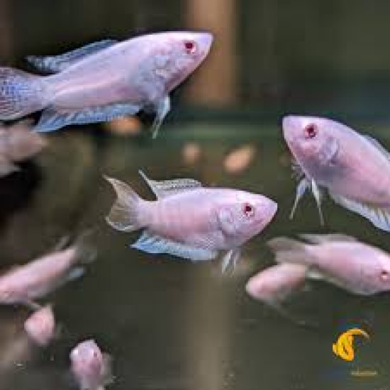 AQUARIUM FISH ALBINO PARADISE PLANTED (SINGLE) AQUARIUM FISH ALBINO PARADISE PLANTED (SINGLE)