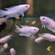 AQUARIUM FISH ALBINO PARADISE PLANTED (SINGLE) AQUARIUM FISH ALBINO PARADISE PLANTED (SINGLE)
