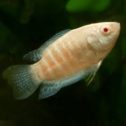 AQUARIUM FISH ALBINO PARADISE PLANTED (SINGLE)
