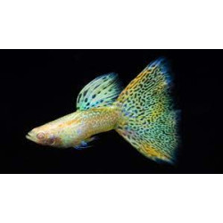 AQUARIUM FISH ALBINO YELLOW SNAKE SKIN GUPPY (PAIR)