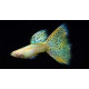AQUARIUM FISH ALBINO YELLOW SNAKE SKIN GUPPY (PAIR) AQUARIUM FISH ALBINO YELLOW SNAKE SKIN GUPPY (PAIR)