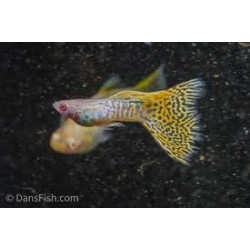 AQUARIUM FISH ALBINO YELLOW SNAKE SKIN GUPPY (PAIR)