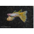 AQUARIUM FISH ALBINO YELLOW SNAKE SKIN GUPPY (PAIR)