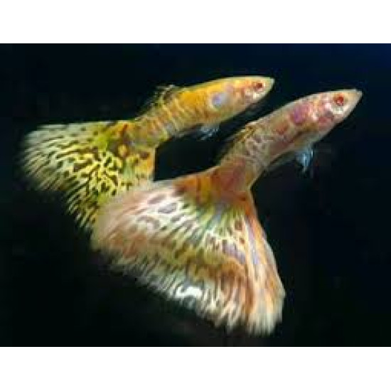 AQUARIUM FISH ALBINO YELLOW SNAKE SKIN GUPPY (PAIR) AQUARIUM FISH ALBINO YELLOW SNAKE SKIN GUPPY (PAIR)