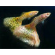 AQUARIUM FISH ALBINO YELLOW SNAKE SKIN GUPPY (PAIR) AQUARIUM FISH ALBINO YELLOW SNAKE SKIN GUPPY (PAIR)