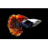  AQUARIUM FISH CHILLI RED MOSAIC GUPPY (SINGLE) 