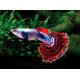  AQUARIUM FISH CHILLI RED MOSAIC GUPPY (SINGLE) 