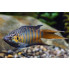 AQUARIUM FISH CHINESE PARADISE PLANTED (SINGLE)