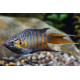 AQUARIUM FISH CHINESE PARADISE PLANTED (SINGLE) AQUARIUM FISH CHINESE PARADISE PLANTED (SINGLE)