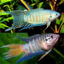 AQUARIUM FISH CHINESE PARADISE PLANTED (SINGLE)