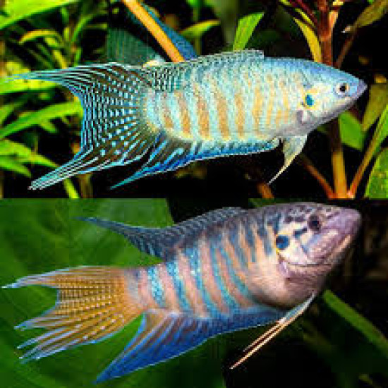 AQUARIUM FISH CHINESE PARADISE PLANTED (SINGLE) AQUARIUM FISH CHINESE PARADISE PLANTED (SINGLE)