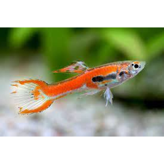 AQUARIUM FISH CORAL RED ENDLER (PAIR) AQUARIUM FISH CORAL RED ENDLER (PAIR)