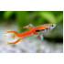 AQUARIUM FISH CORAL RED ENDLER (PAIR) 