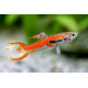 AQUARIUM FISH CORAL RED ENDLER (PAIR) AQUARIUM FISH CORAL RED ENDLER (PAIR)