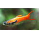 AQUARIUM FISH CORAL RED ENDLER (PAIR) AQUARIUM FISH CORAL RED ENDLER (PAIR)