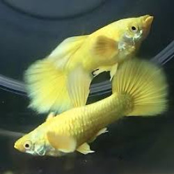 AQUARIUM FISH GOLDEN  GUPPY (PAIR) 
