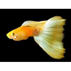 AQUARIUM FISH GOLDEN  GUPPY (PAIR) 