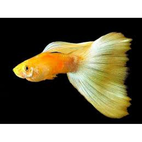 AQUARIUM FISH GOLDEN GUPPY (PAIR) AQUARIUM FISH GOLDEN GUPPY (PAIR)