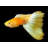 AQUARIUM FISH GOLDEN  GUPPY (PAIR) 
