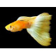 AQUARIUM FISH GOLDEN GUPPY (PAIR) AQUARIUM FISH GOLDEN GUPPY (PAIR)