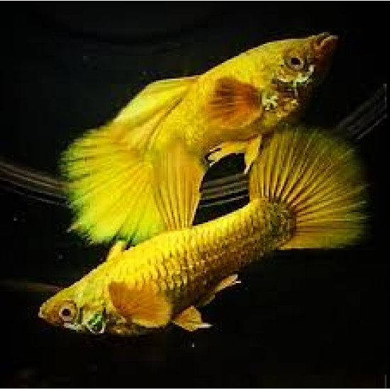 AQUARIUM FISH GOLDEN GUPPY (PAIR) AQUARIUM FISH GOLDEN GUPPY (PAIR)