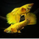 AQUARIUM FISH GOLDEN GUPPY (PAIR) AQUARIUM FISH GOLDEN GUPPY (PAIR)