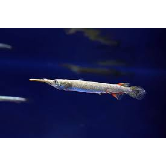 HALF BEAK TETRA FISH (SINGLE) HALF BEAK TETRA FISH (SINGLE)