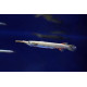 HALF BEAK TETRA FISH (SINGLE) HALF BEAK TETRA FISH (SINGLE)
