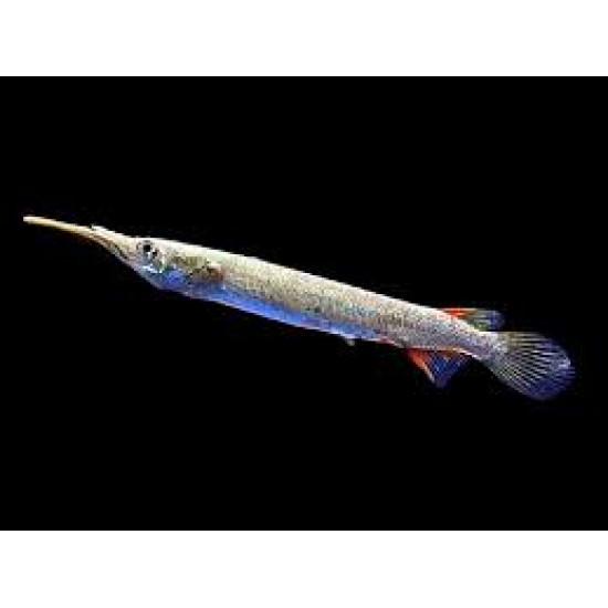 HALF BEAK TETRA FISH (SINGLE) HALF BEAK TETRA FISH (SINGLE)
