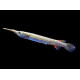 HALF BEAK TETRA FISH (SINGLE) HALF BEAK TETRA FISH (SINGLE)