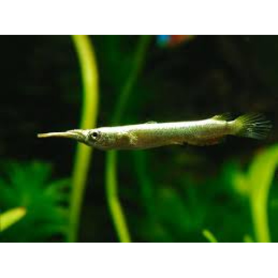 HALF BEAK TETRA FISH (SINGLE) HALF BEAK TETRA FISH (SINGLE)