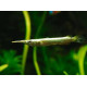 HALF BEAK TETRA FISH (SINGLE) HALF BEAK TETRA FISH (SINGLE)