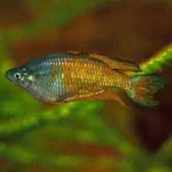 AQUARIUM FISH PARKINSONI RAINBOW PLANTED  (SINGLE)