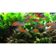 AQUARIUM FISH PARKINSONI RAINBOW PLANTED (SINGLE) AQUARIUM FISH PARKINSONI RAINBOW PLANTED (SINGLE)