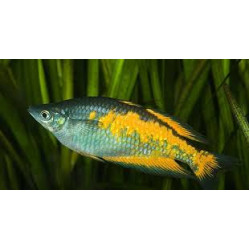 AQUARIUM FISH PARKINSONI RAINBOW PLANTED  (SINGLE)