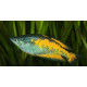 AQUARIUM FISH PARKINSONI RAINBOW PLANTED (SINGLE) AQUARIUM FISH PARKINSONI RAINBOW PLANTED (SINGLE)