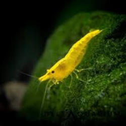 YELLOW CHERRY  SHRIMP (SINGLE)