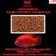 Premier Plants Inch Gold Parrot Pellet Fish Food for Aquarium All Life Stages (180 Gram) Premier Plants Inch Gold Parrot Pellet Fish Food for Aquarium All Life Stages (180 Gram)