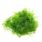 Java Moss Vesicularia dubyana Aquarium Live Plant | Pack of 2 | Loose Bunch