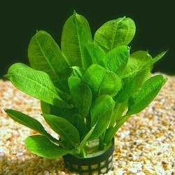 Aquarium Live Plants (Dwarf Amazon sword)