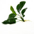   Anubias Broadleaf for Planted aquarium