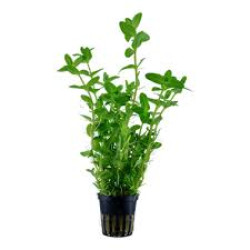  Bacopa caroliniana Live Aquarium plant