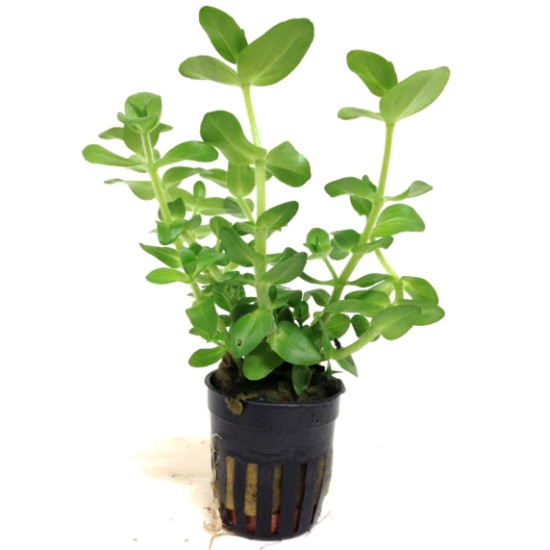 Bacopa caroliniana Live Aquarium plant Bacopa caroliniana Live Aquarium plant