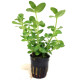 Bacopa caroliniana Live Aquarium plant Bacopa caroliniana Live Aquarium plant